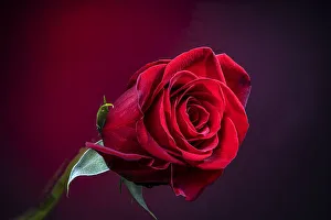 Images Dated 2021 July: USA, Colorado, Fort Collins. Close-up of red rose flower