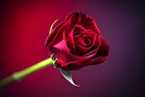 Images Dated 1st July 2021: USA, Colorado, Fort Collins. Close-up of red rose flower