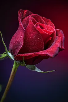 Images Dated 1st July 2021: USA, Colorado, Fort Collins. Close-up of red rose flower