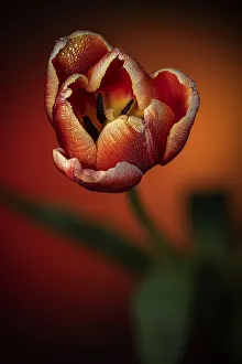 Images Dated 2021 July: USA, Colorado, Fort Collins. Close-up of red tulip
