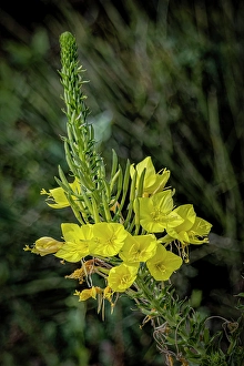 Images Dated 20th June 2024: USA, Colorado, Fort Collins. Close-up of yellow flowers