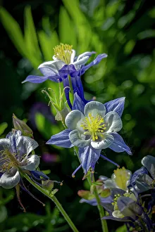 Fort Collins Prints: USA, Colorado, Fort Collins. Colorado columbine flowers close-up