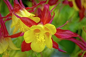 Fort Collins Prints: USA, Colorado, Fort Collins. Columbine flower close-up