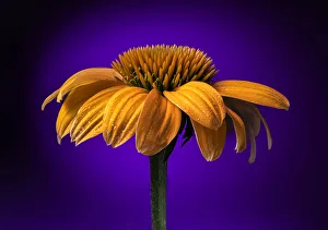 Images Dated 13th November 2021: USA, Colorado, Fort Collins. Coneflower close-up