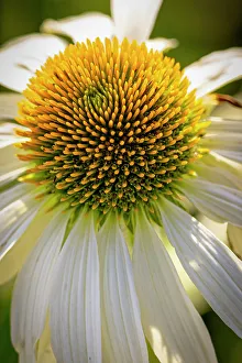 USA, Colorado, Fort Collins. Coneflower close-up. &copy;Fred Lord / Jaynes Gallery / DanitaDelimont.com
