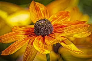 Images Dated 13th November 2021: USA, Colorado, Fort Collins. Coreopsis flowers close-up