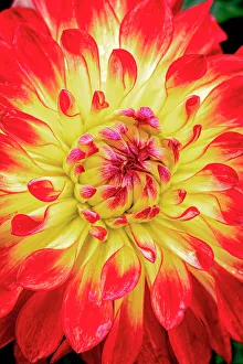Images Dated 27th July 2023: USA, Colorado, Fort Collins. Dahlia flower close-up