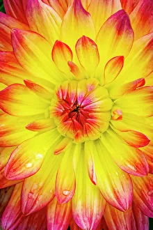 Fort Collins Prints: USA, Colorado, Fort Collins. Dahlia flower close-up