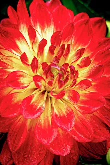 Fort Collins Prints: USA, Colorado, Fort Collins. Dahlia flower close-up