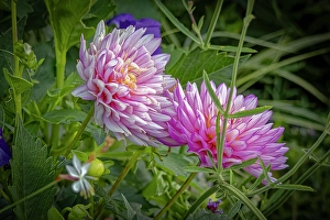 Images Dated 20th June 2024: USA, Colorado, Fort Collins. Dahlia flowers close-up