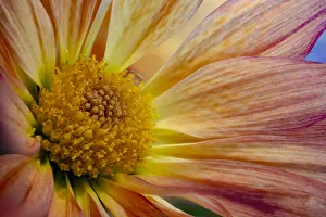 USA, Colorado, Fort Collins. Daisy flower close-up