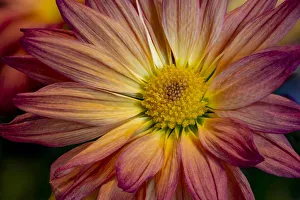 Images Dated 28th March 2019: USA, Colorado, Fort Collins. Daisy flower close-up