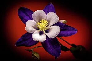 Images Dated 25th October 2022: USA, Colorado, Fort Collins. Domestic columbine flower close-up