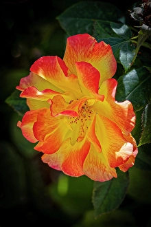 Images Dated 20th June 2024: USA, Colorado, Fort Collins. Domestic rose flower close-up