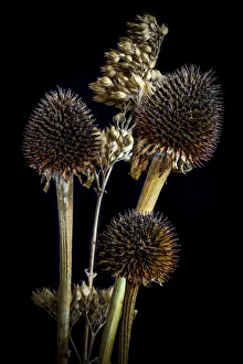 Neutral Background Prints: USA, Colorado, Fort Collins. Dried Echinacea plants