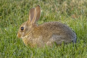 Images Dated 13th November 2021: USA, Colorado, Fort Collins. Eastern cottontail rabbit close-up