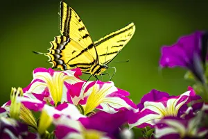 Images Dated 12th November 2021: USA, Colorado, Fort Collins. Eastern tiger swallowtail on petunia flowers