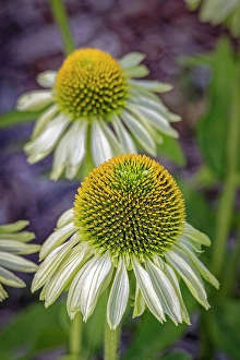 Images Dated 21st June 2024: USA, Colorado, Fort Collins. Echinacea flower close-up