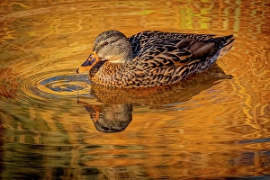 Images Dated 20th June 2024: USA, Colorado, Fort Collins. Female American mallard duck in water