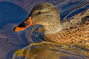 Images Dated 20th June 2024: USA, Colorado, Fort Collins. Female American mallard duck in water