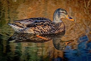 Images Dated 20th June 2024: USA, Colorado, Fort Collins. Female American mallard duck in water