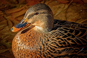 Images Dated 20th June 2024: USA, Colorado, Fort Collins. Female American mallard duck in water