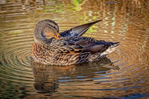 Images Dated 20th June 2024: USA, Colorado, Fort Collins. Female American mallard duck in water