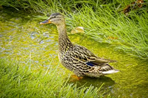 Images Dated 12th November 2021: USA, Colorado, Fort Collins. Female mallard duck stands in stream