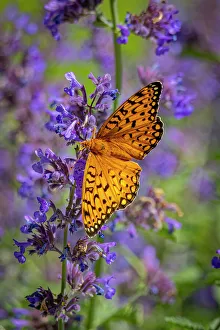 Fort Collins Prints: USA, Colorado, Fort Collins. Fritillary butterfly on catmint flowers