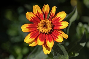 Images Dated 20th June 2024: USA, Colorado, Fort Collins. Gaillardia flower close-up