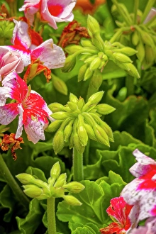New Images March 2024 Part 2 Prints: USA, Colorado, Fort Collins. Geranium flowers close-up