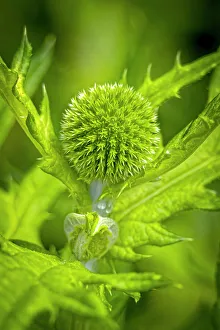 Fort Collins Prints: USA, Colorado, Fort Collins. Globe thistle close-up