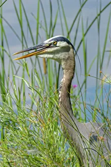 Reed Prints: USA, Colorado, Fort Collins. Great blue heron