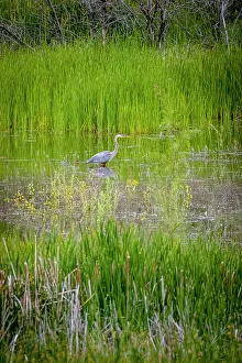 Reed Prints: USA, Colorado, Fort Collins. Great blue heron in water