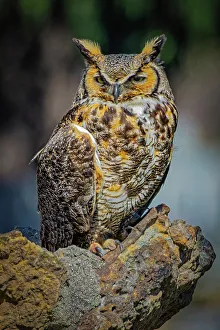 Images Dated 1st March 2024: USA, Colorado, Fort Collins. Great-horned owl close-up