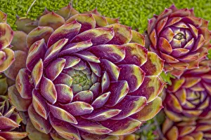 Succulent Prints: USA, Colorado, Fort Collins. Hens and chicks succulent plant close-up