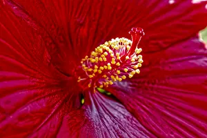 Images Dated 13th November 2021: USA, Colorado, Fort Collins. Hibiscus flower detail
