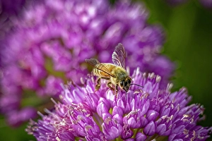 Images Dated 20th June 2024: USA, Colorado, Fort Collins. Honey bee on allium flower