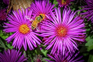 Images Dated 20th June 2024: USA, Colorado, Fort Collins. Honey bee on aster flowers