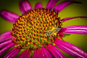 Images Dated 12th November 2021: USA, Colorado, Fort Collins. Honey bee on echinacea flower