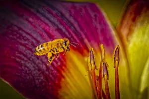 Images Dated 12th November 2021: USA, Colorado, Fort Collins. Honey bee flying onto lily