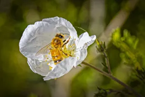 Poppy Prints: USA, Colorado, Fort Collins. Honey bee in white poppy