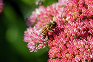 Images Dated 20th June 2024: USA, Colorado, Fort Collins. Honey bee on yarrow flowers