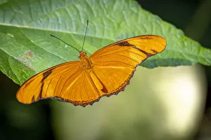 Images Dated 12th November 2021: USA, Colorado, Fort Collins. Julia butterfly close-up