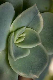 USA, Colorado, Fort Collins. Leatherpetal succulent close-up