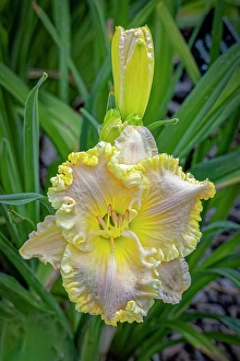 Images Dated 20th June 2024: USA, Colorado, Fort Collins. Lily flower close-up