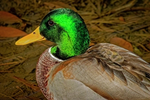 Images Dated 20th June 2024: USA, Colorado, Fort Collins. Male American mallard duck in water