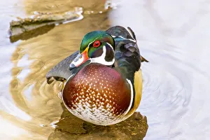 Images Dated 25th March 2021: USA, Colorado, Fort Collins. Male American wood duck in water