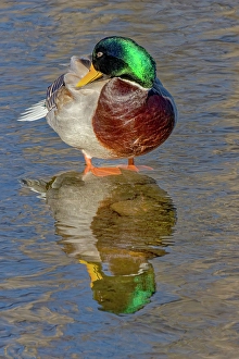 New Images March 2024 Part 2 Prints: USA, Colorado, Fort Collins. Male mallard duck in water