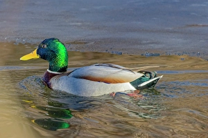 New Images March 2024 Part 2 Prints: USA, Colorado, Fort Collins. Male mallard duck in water